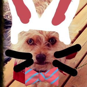 Meet your Posher, Terri poe c/o